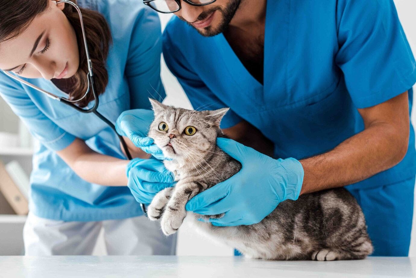 TECNICO ASISTENTE DE VETERINARIA SABADO 21/06/2025 12MD – 3PM