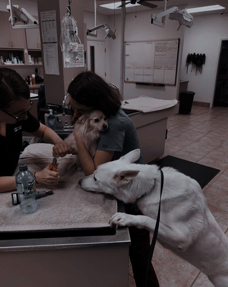 PRIMEROS AUXILIOS VETERINARIOS VIERNES DE 6:00PM A 9:00PM