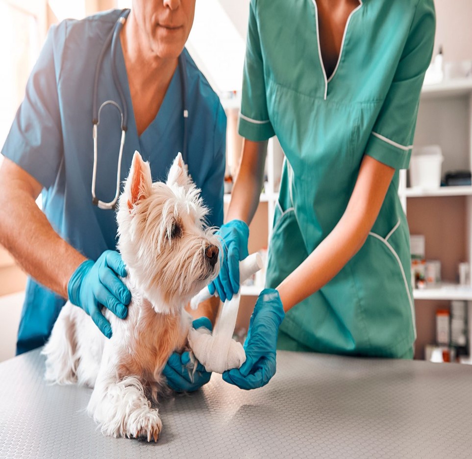 TECNICO EN ASISTENTE VETERINARIO VIERNES DE 3:00PM A 6:00PM