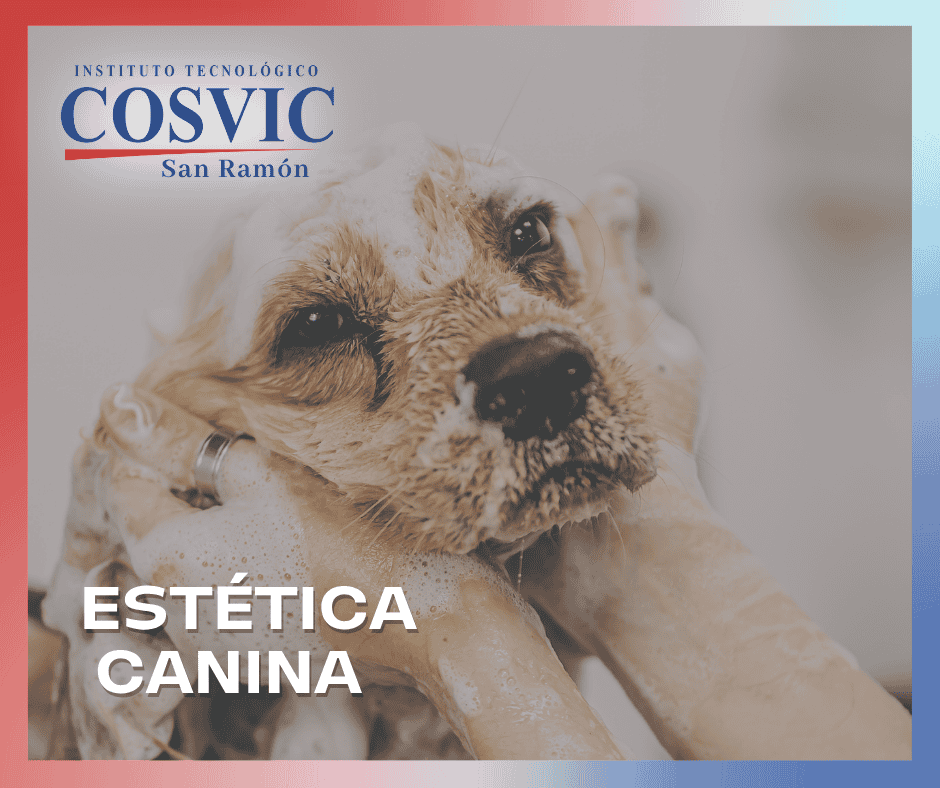 ESTETICA CANINA JUEVES 3PM – 6PM