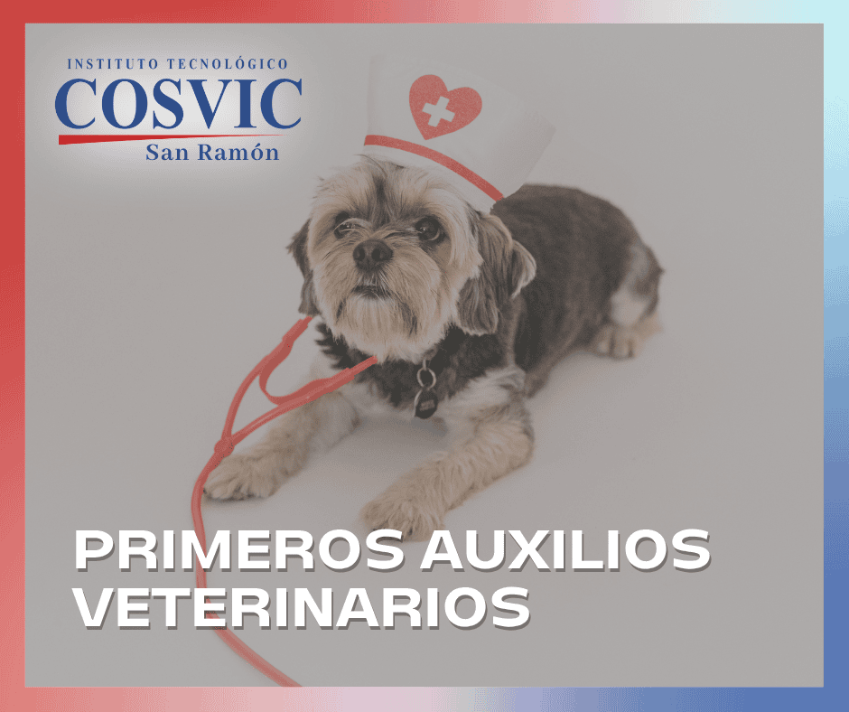 PRIMEROS AUXILIOS VETERINARIOS